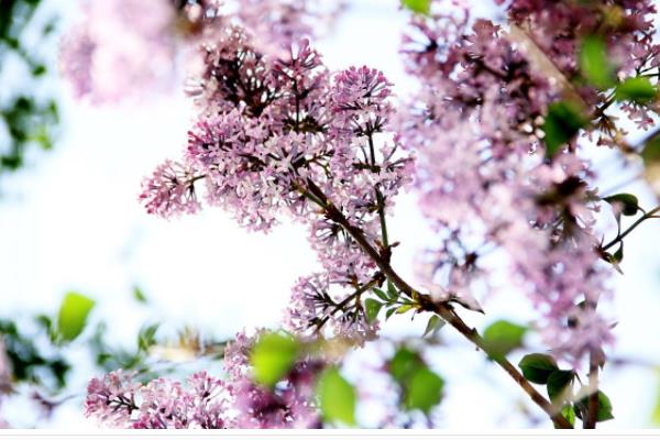 丁香花有毒吗 丁香花能放在室内卧室吗