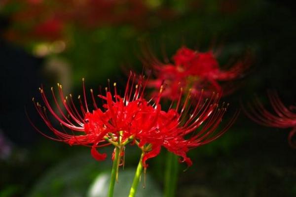 彼岸花是什么花 彼岸花又叫什么花