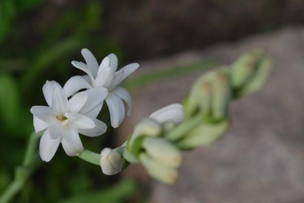 晚香玉花有毒吗 晚香玉花能放在室内卧室吗