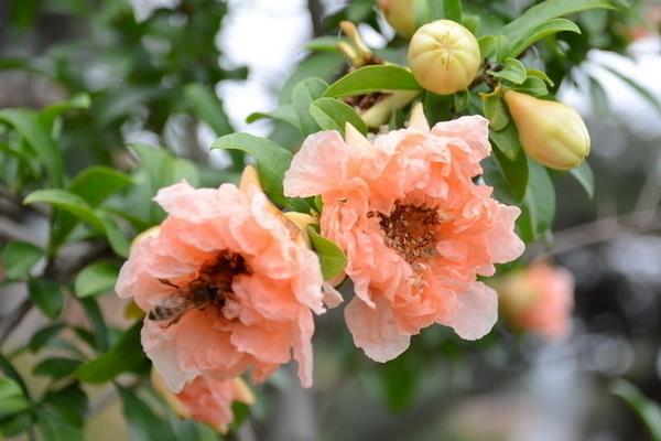 石榴花什么时候开（几月） 石榴花是什么颜色的