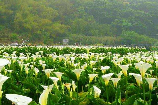 海芋花有毒吗 海芋花长在哪里