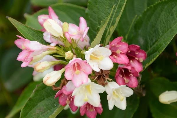 海仙花什么时候开花（几月） 怎么让海仙花多开花