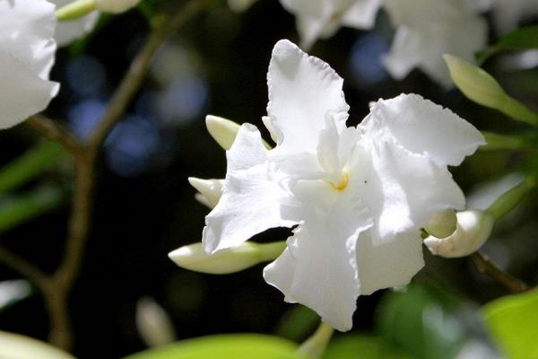 狗牙花和栀子花的区别是什么  狗牙花的养殖方法