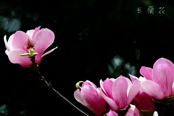 玉兰花什么时候开 玉兰花花期是几月