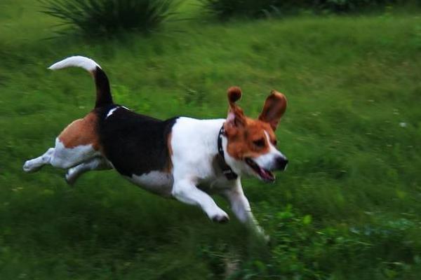 比格犬好养吗 比格犬优缺点