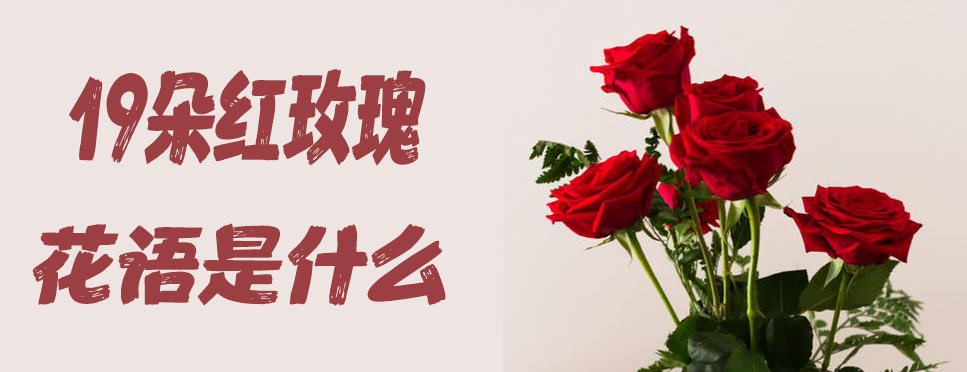 19朵红玫瑰花语是什么