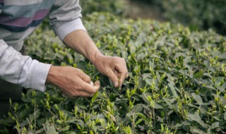 邦崴古树茶属于哪个茶区