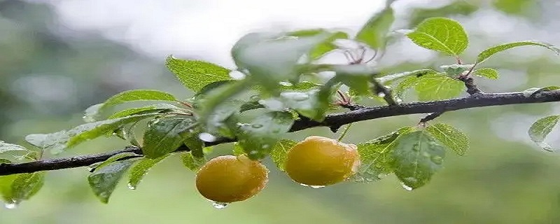 五月是雨季吗