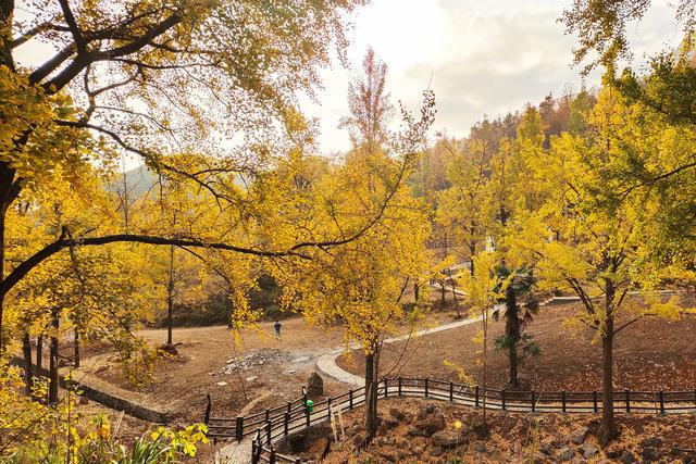 浙江这个古村落居于山岙，却成为网红村，1200多棵银杏树美如仙境