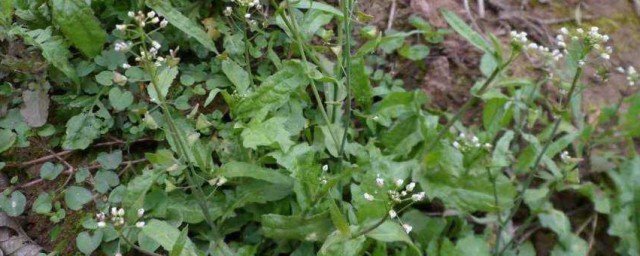 野生荠菜人工种植方法 野生荠菜人工种植方法有哪些