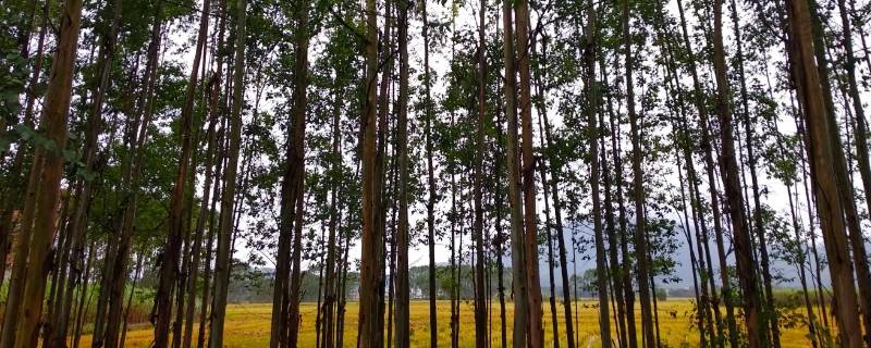 桉树种下20天没下雨会死吗