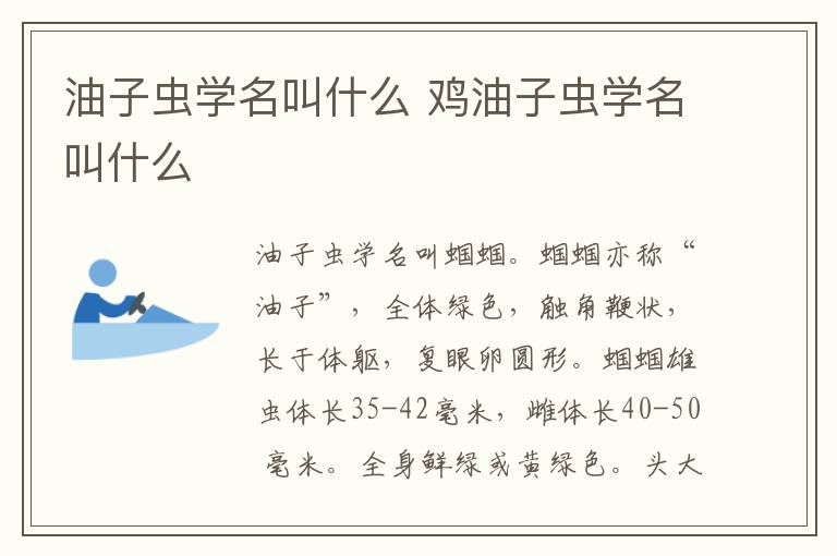 油子虫学名叫什么 鸡油子虫学名叫什么