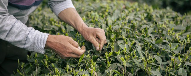 生茶熟茶的区别 生茶熟茶的区别是什么