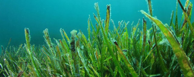 海藻在花盆里能种吗 海藻怎么种