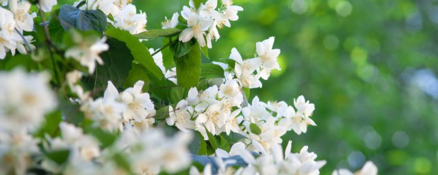 夏季如何正确养茉莉花 夏季正确养茉莉花的方法介绍