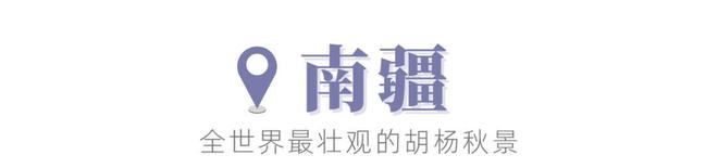 额济纳vs南疆，国内金秋颜值巅峰！哪个更值得一去？