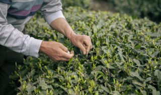 茶叶种子怎么种