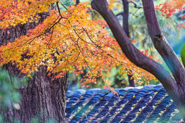 南京一座小山隐秘市区