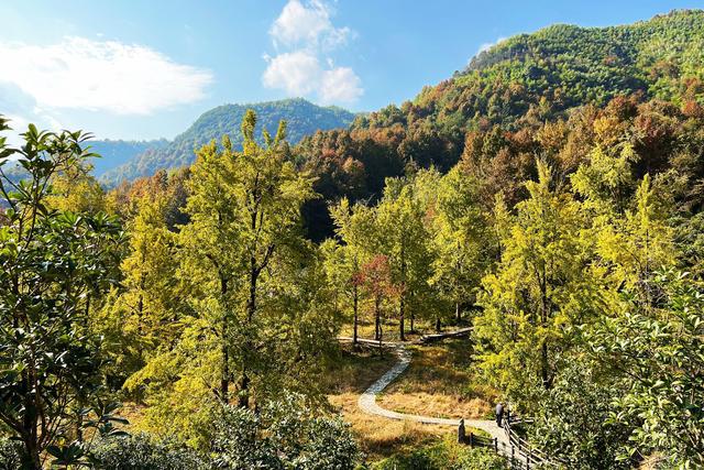 浙江这个古村落居于山岙，却成为网红村，1200多棵银杏树美如仙境