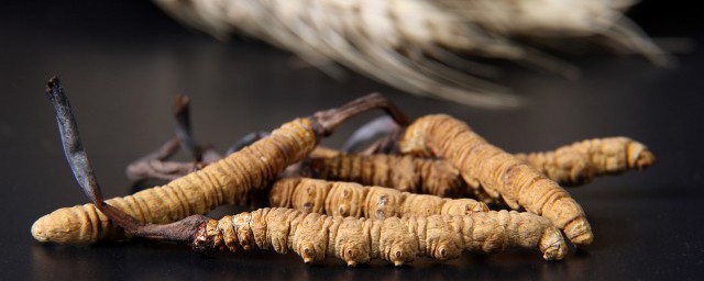 虫草的正确食用方法 虫草如何食用