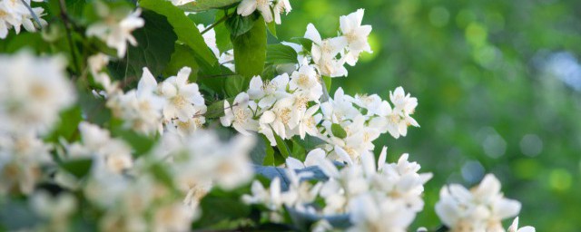 茉莉花茶是凉性还是热性 茉莉花茶性质介绍