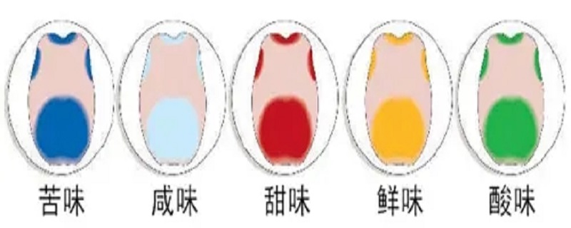 味觉有哪几种 人的味觉有哪些