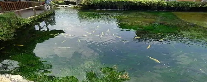 水池青苔怎么快速清除