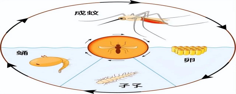 蚊子在生物链中起什么作用