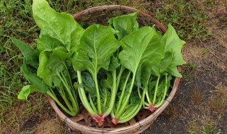 菠菜下锅煮几分钟就熟了 菠菜下锅煮几分钟才熟