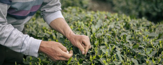 新鲜茶叶怎么煮菜好吃 新鲜茶叶煮菜的方法