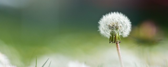 什么植物可以吃 哪些植物可以吃