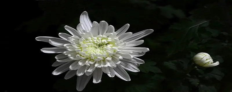 祭奠花束用什么花