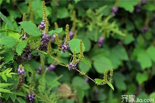 葛根花茶功效作用  葛根花茶食用方法