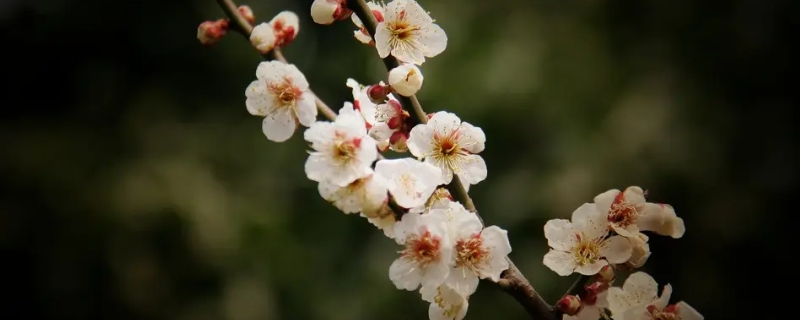 梅花的精神是指什么（梅花的精神是指什么意思）