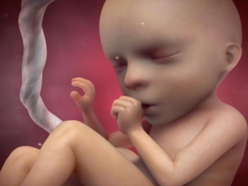 孕十五周胎儿稳定了吗  怀孕15周能看出男女吗