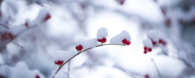 春天下的雪说说网红句子 关于春天下雪的说说有哪些