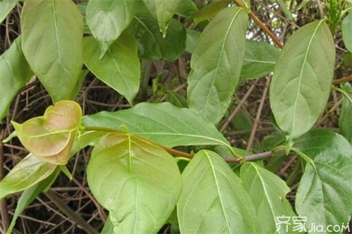 钩藤茶的作用 初生婴儿也能服用的中药