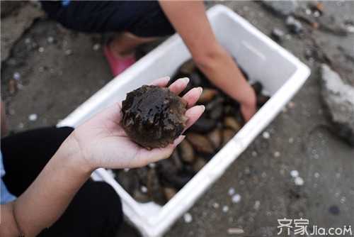 什么海参最好 如何选择优质海参