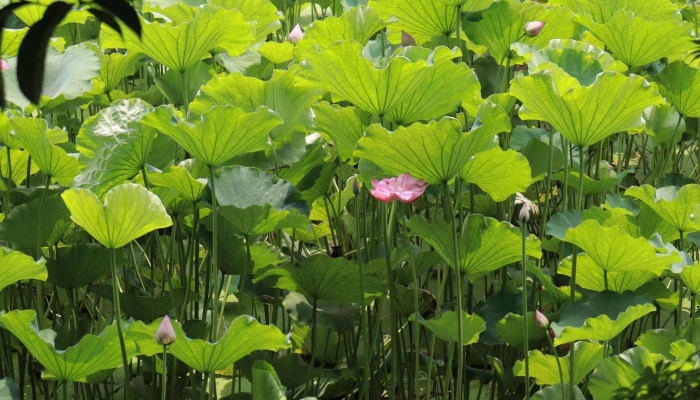 夏天雨后心情好的句子 夏天雨后心情好的美句