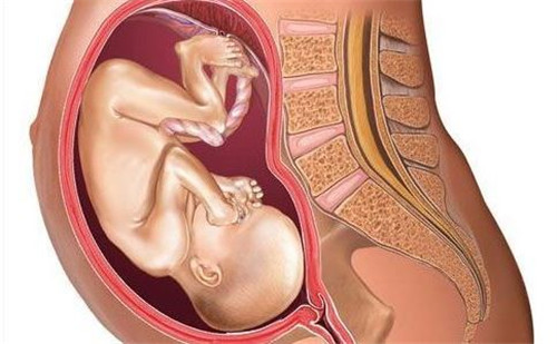 怀孕28周胎儿成长情况介绍 怀孕28周须注意的六个方面