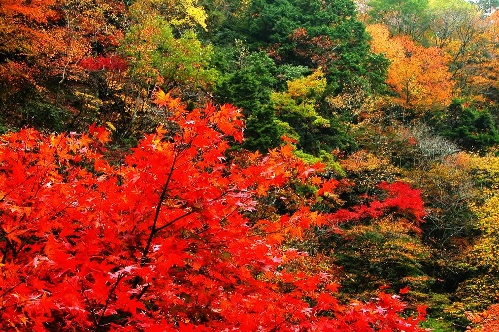 《梦幻西游》电脑版北京一区新服【香山红叶】今日开启