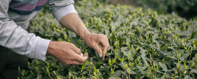 怎样防止茶叶的农药残留，如何防止茶叶的农药残留