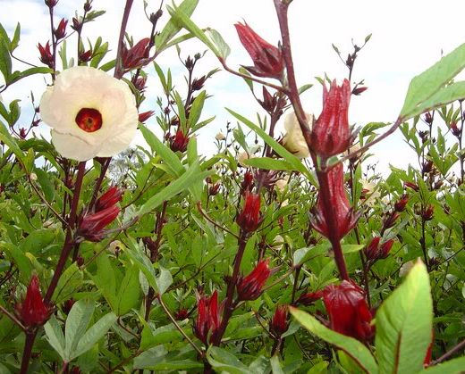 口碑最好的减肥花茶介绍 洛神花茶让你轻松瘦身