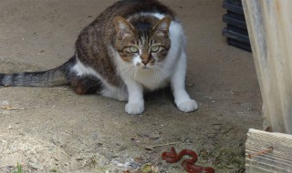 吃猫肉的禁忌，吃猫肉有什么禁忌