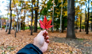 秋天口干舌燥吃什么（秋天口干舌燥吃什么食物好）