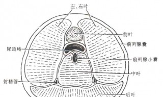 前列腺在哪，关于前列腺位置简介