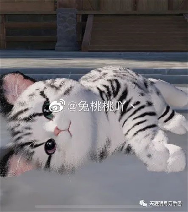 在天涯明月刀手游“养猫”是一种怎样的体验？