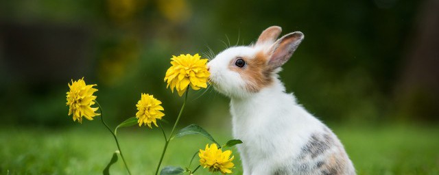 12月生肖兔桃花运运势 12月生肖兔桃花运怎么样