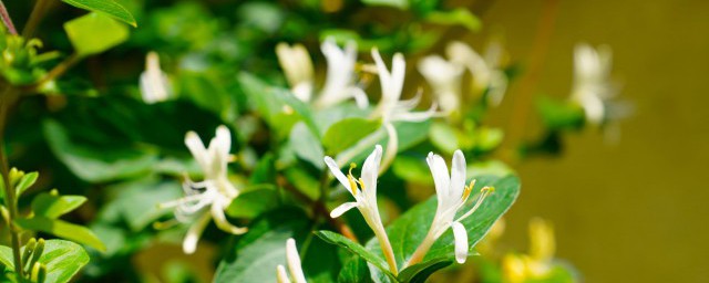 金银花茶和什么一起喝，金银花和什么搭配喝好