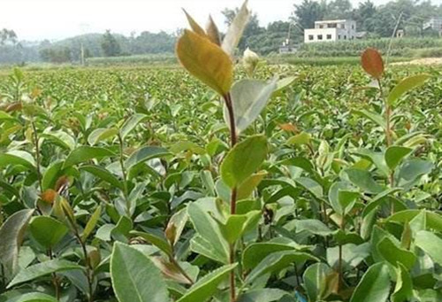 油茶树苗选择什么样的好 怎样种油茶树才是正确的